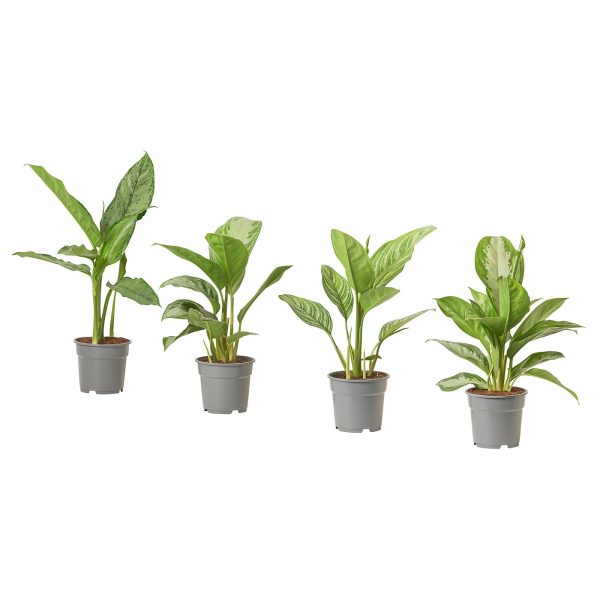AGLAONEMA plante naturelle