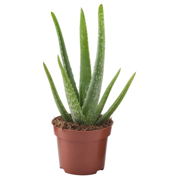 ALOE VERA plante naturelle
