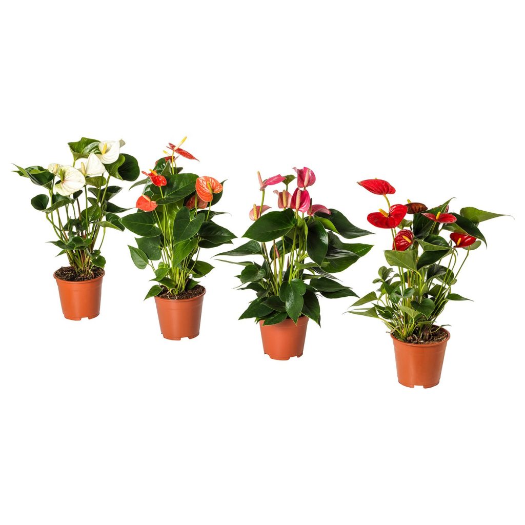 ANTHURIUM plante naturelle