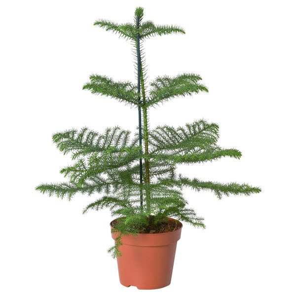 ARAUCARIA plante naturelle