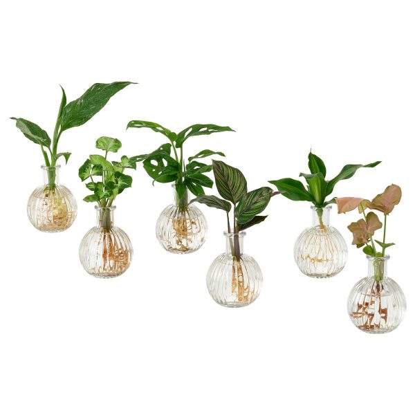 BLADVERK plante en vase