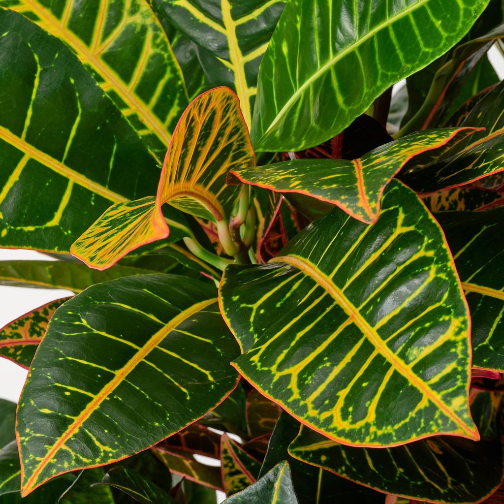 CODIAEUM plante naturelle