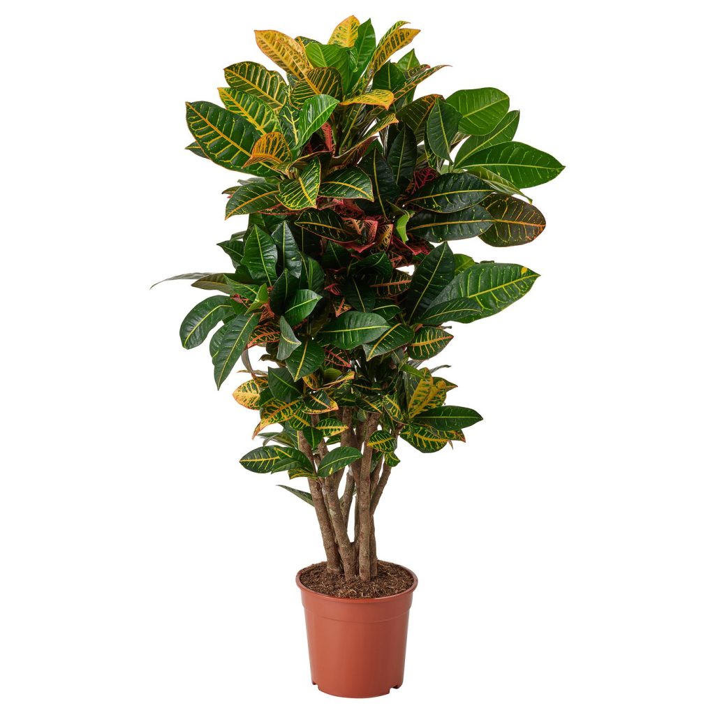 CODIAEUM plante naturelle
