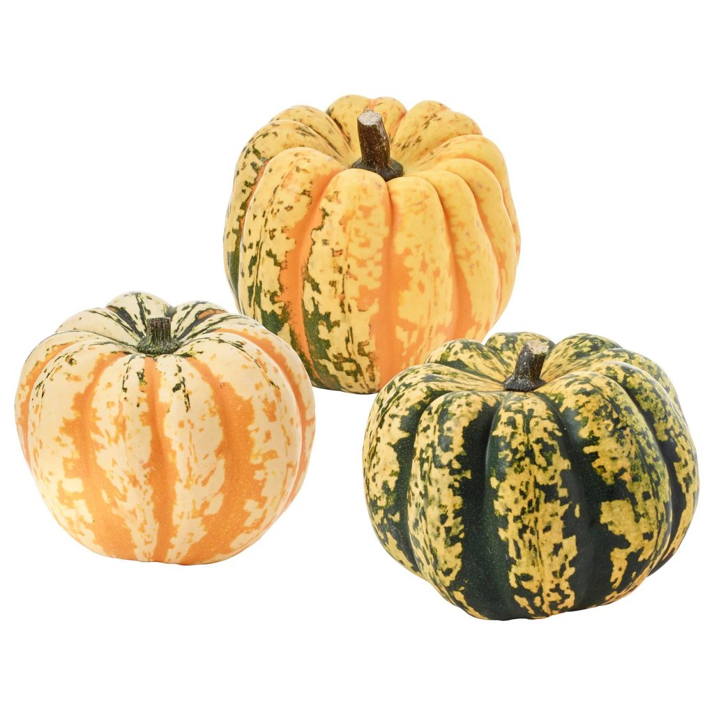 CUCURBITA citrouille décoration