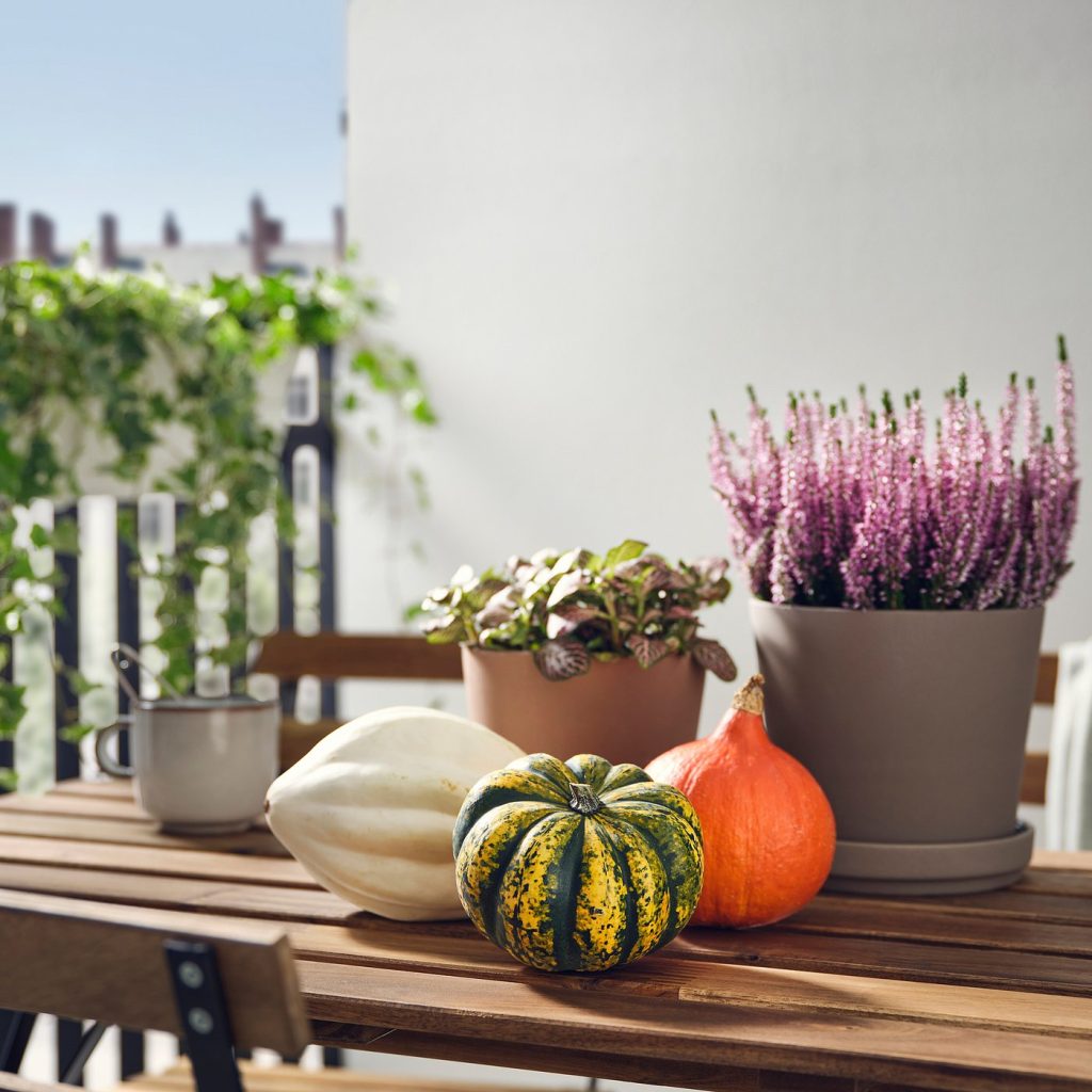 CUCURBITA citrouille décoration