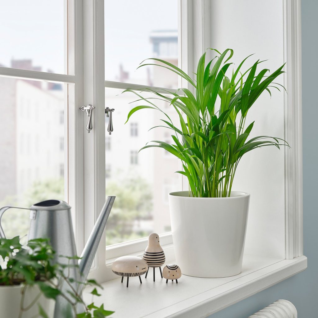 DYPSIS LUTESCENS plante naturelle