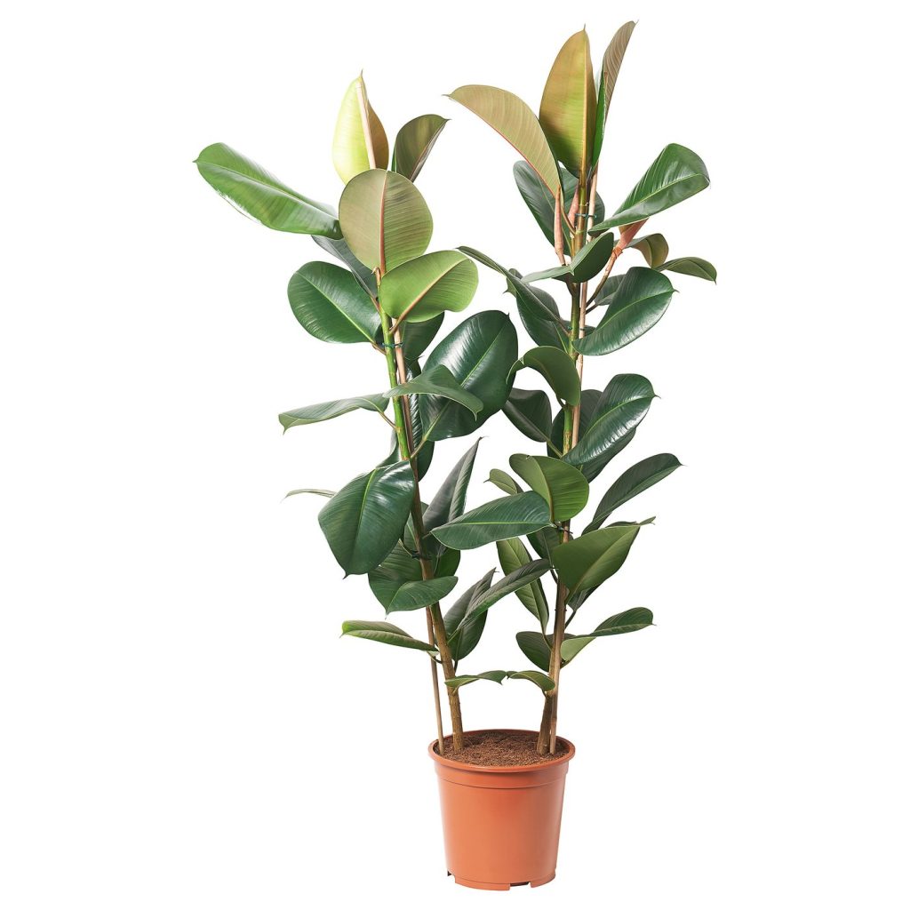 FICUS ELASTICA ROBUSTA plante naturelle