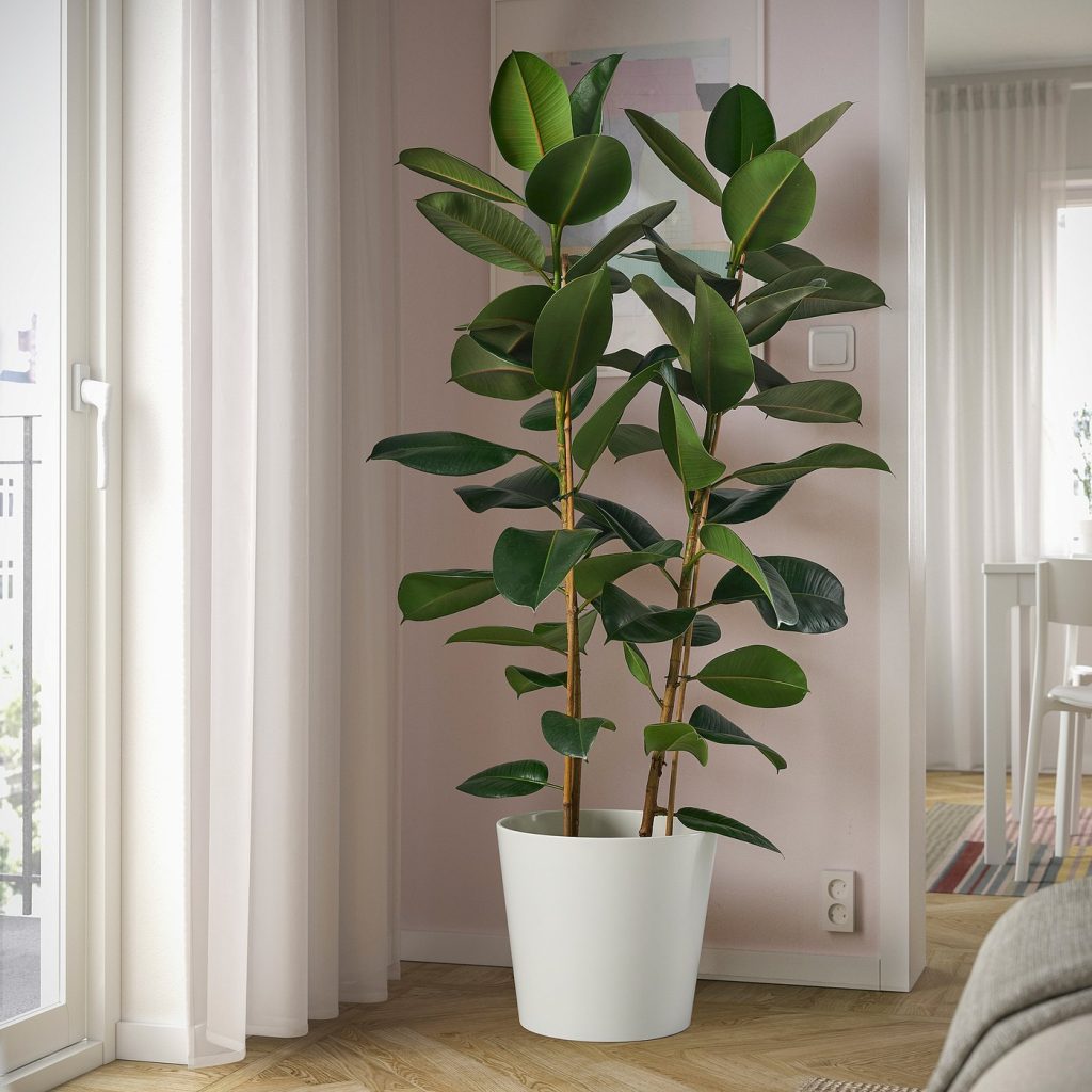 FICUS ELASTICA ROBUSTA plante naturelle