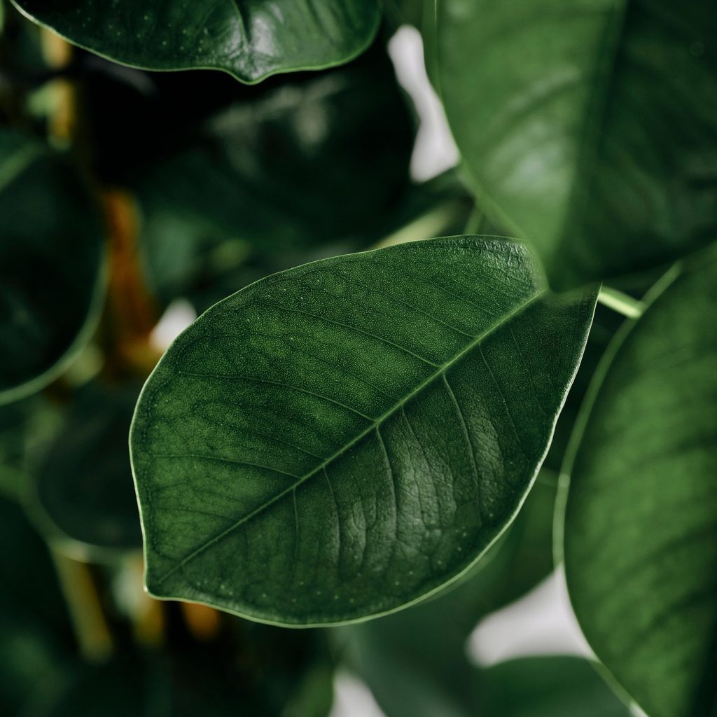 FICUS MICROCARPA plante naturelle