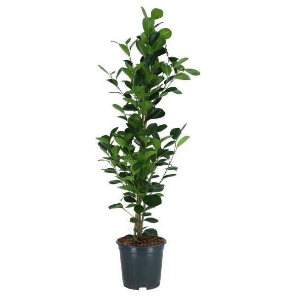 FICUS MICROCARPA plante naturelle