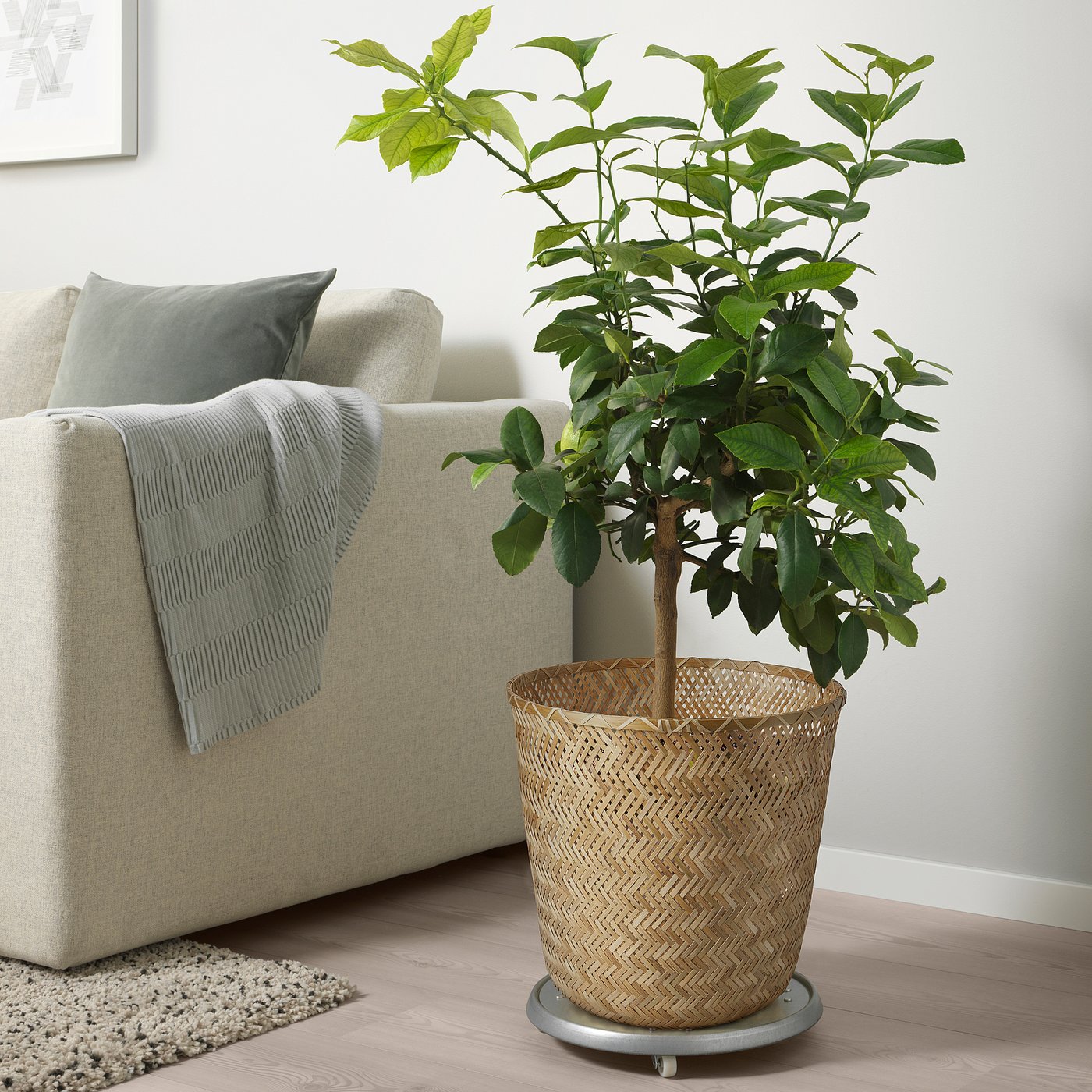 KLYNNON cache-pot