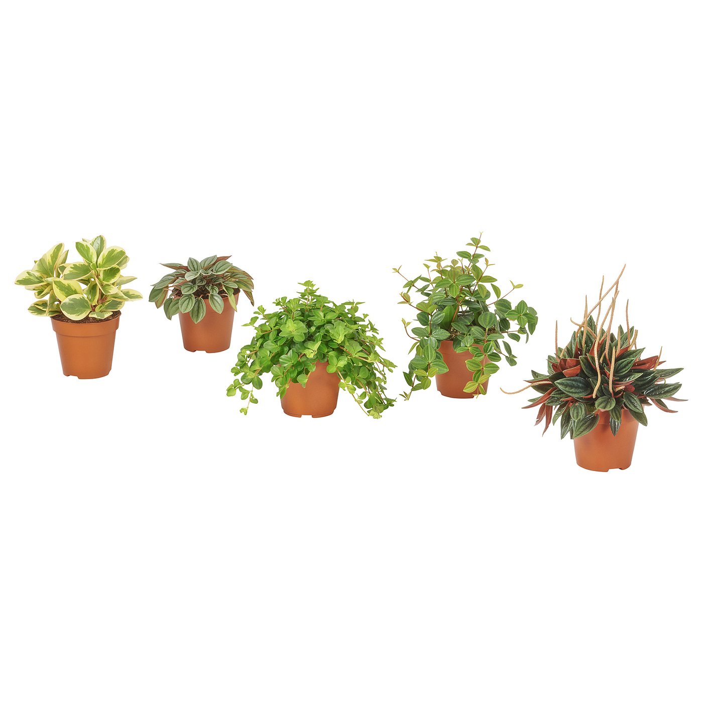PEPEROMIA plante naturelle