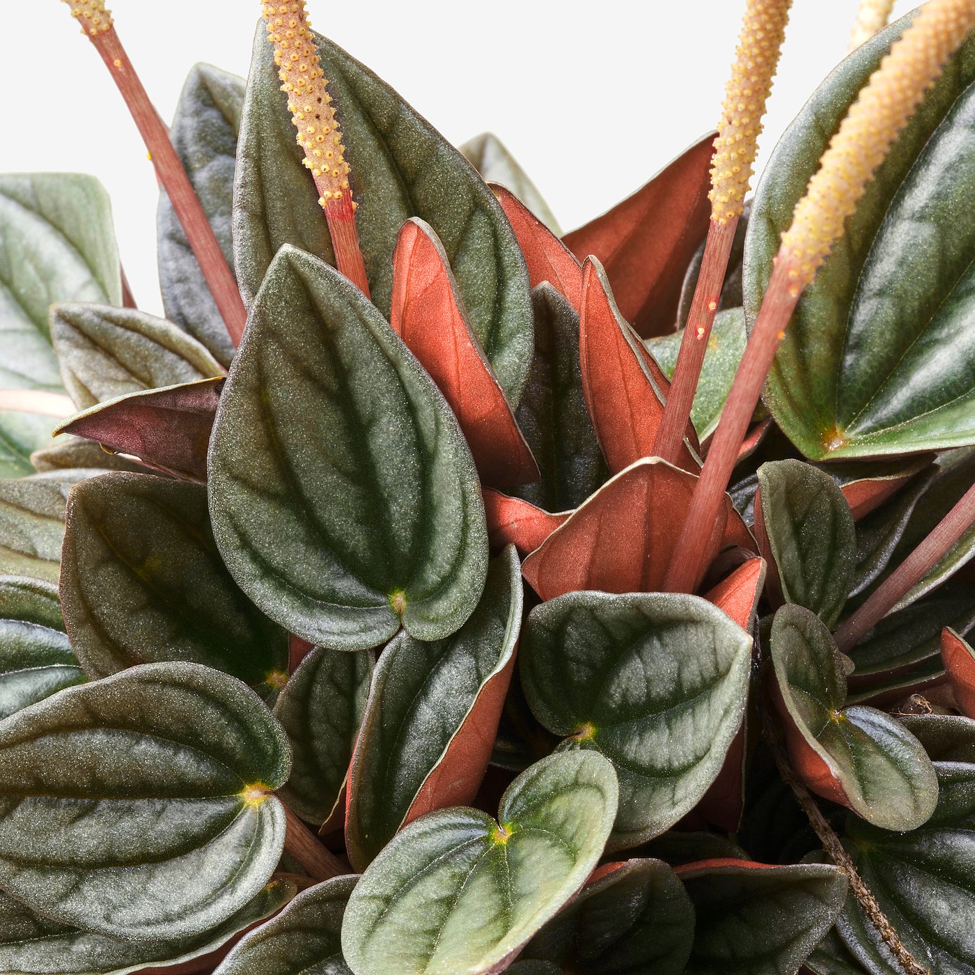 PEPEROMIA plante naturelle