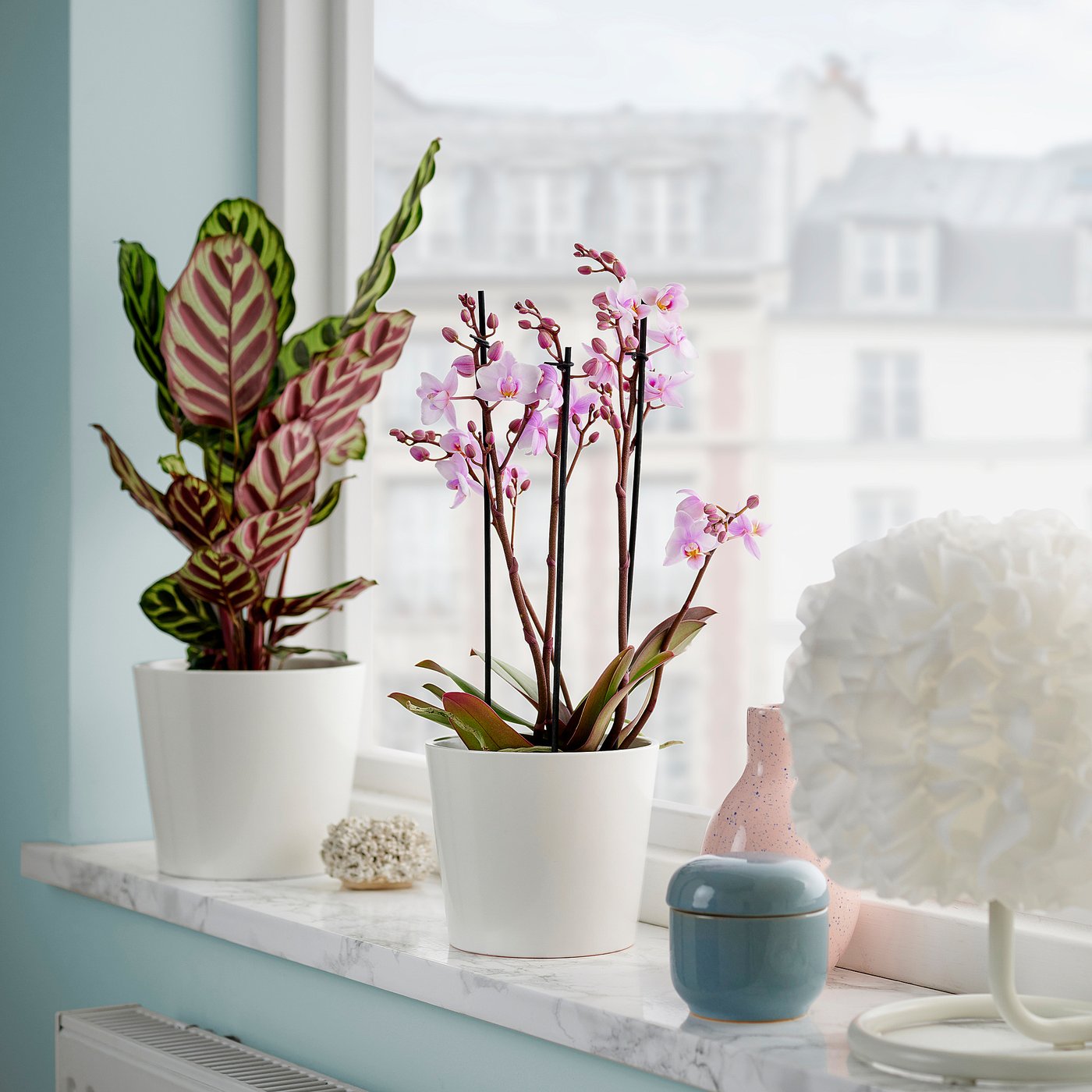 PHALAENOPSIS plante naturelle