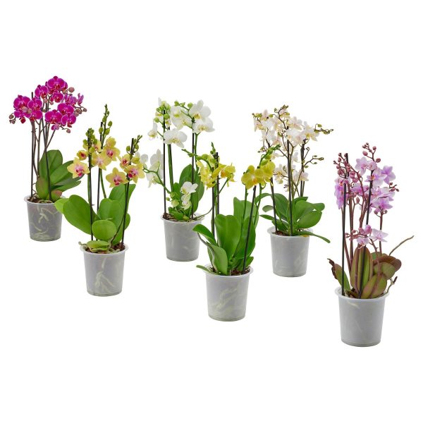 PHALAENOPSIS plante naturelle