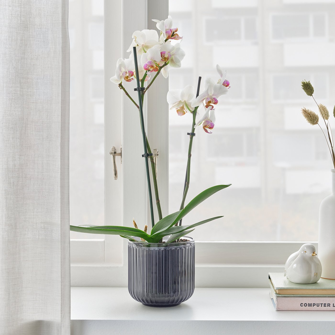 PHALAENOPSIS plante naturelle