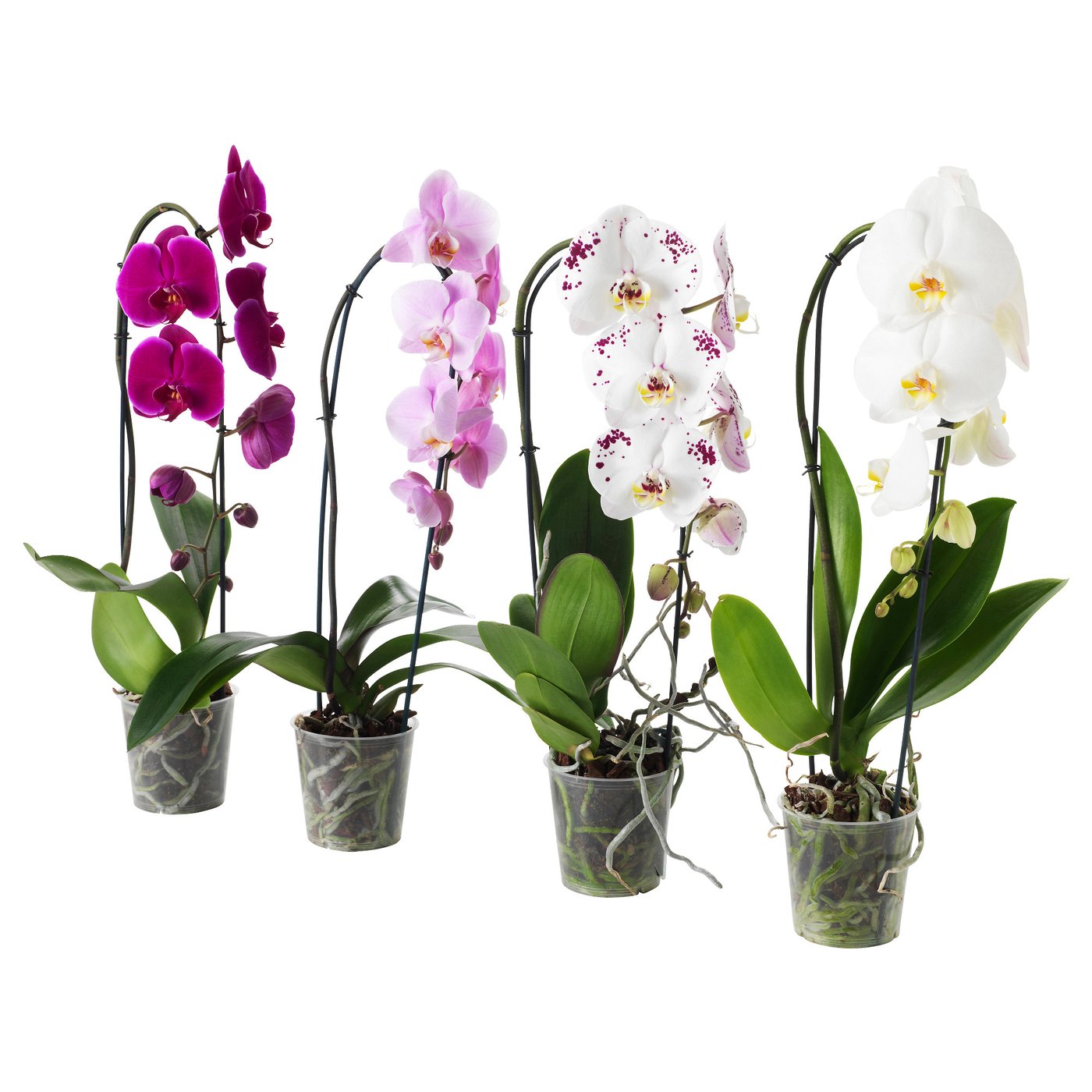 PHALAENOPSIS plante naturelle