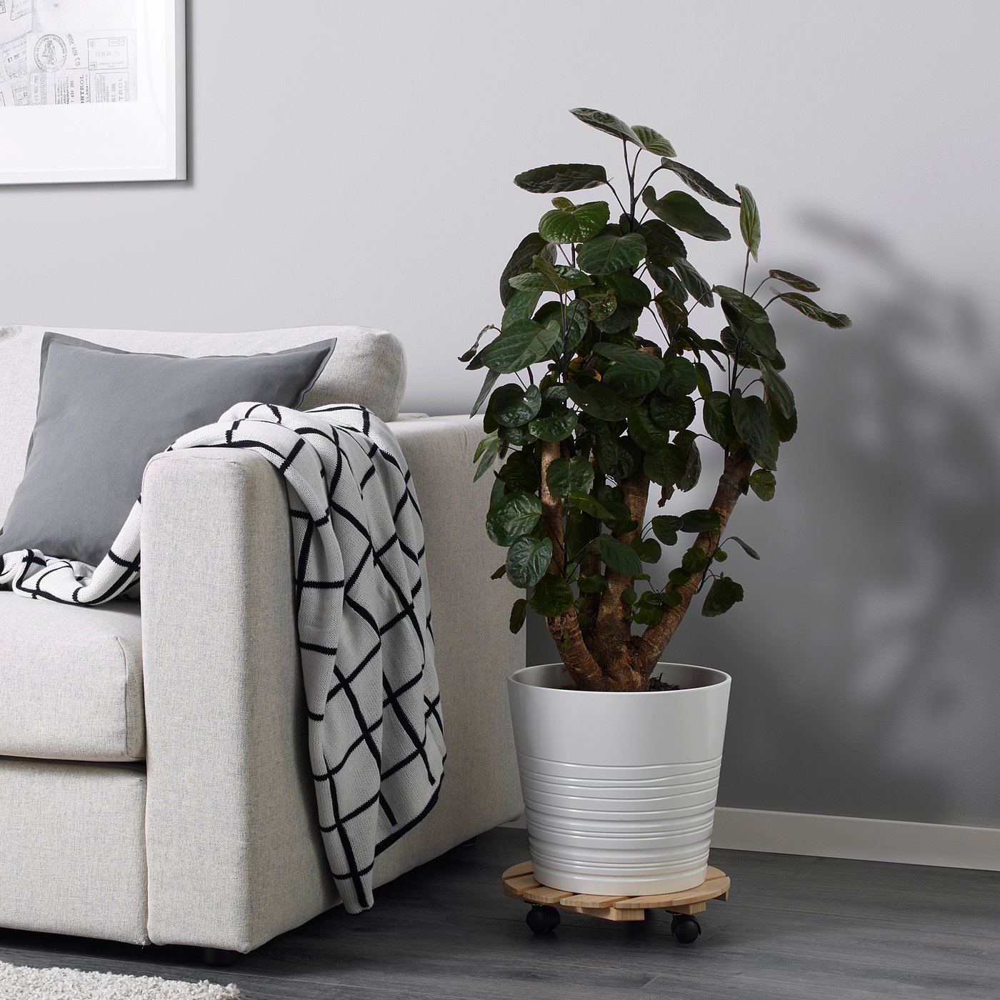 POLYSCIAS plante naturelle