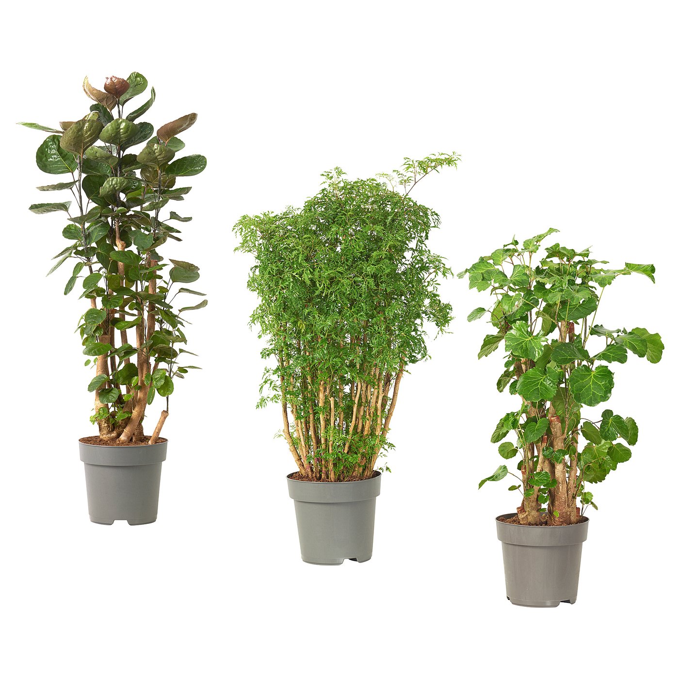 POLYSCIAS plante naturelle