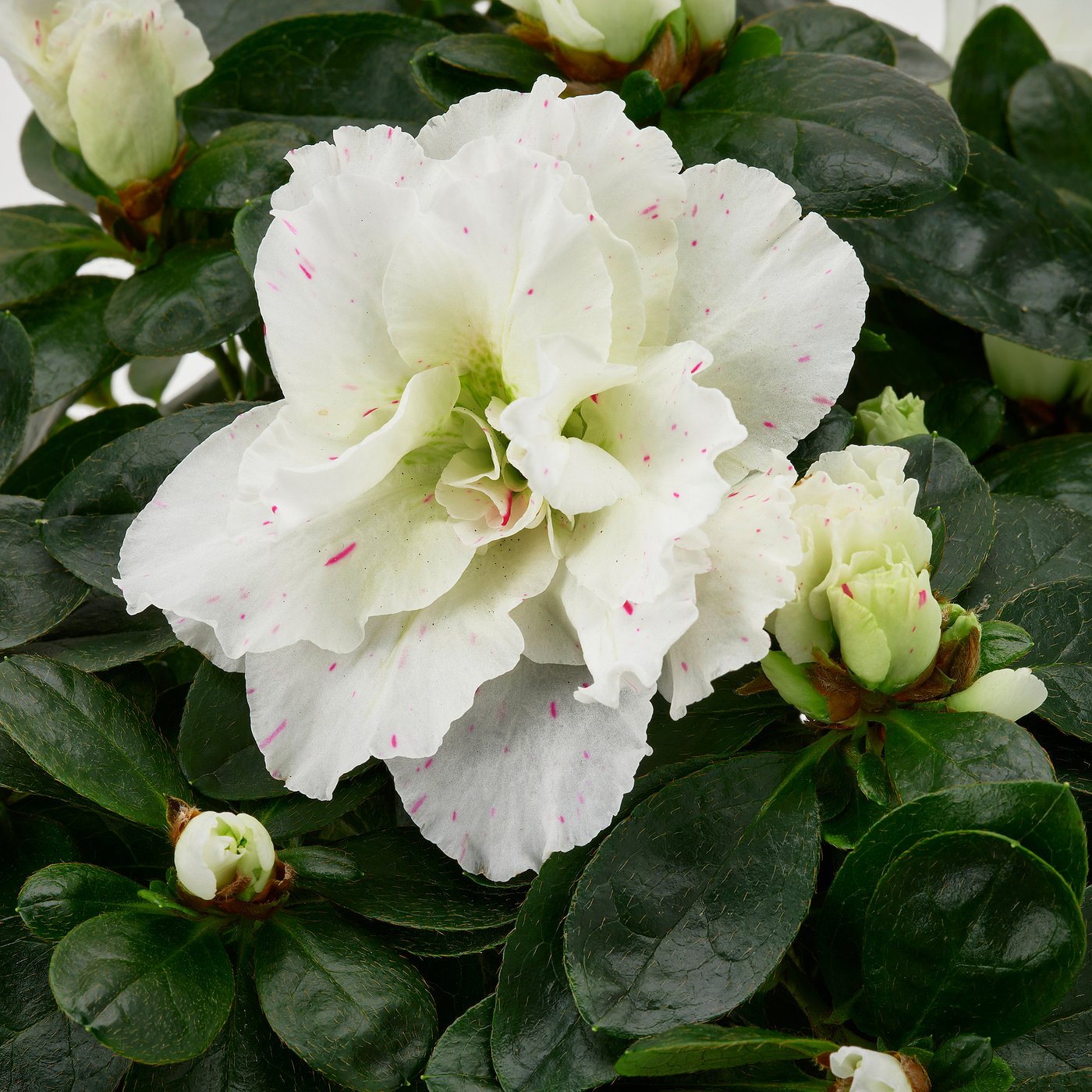 RHODODENDRON plante naturelle