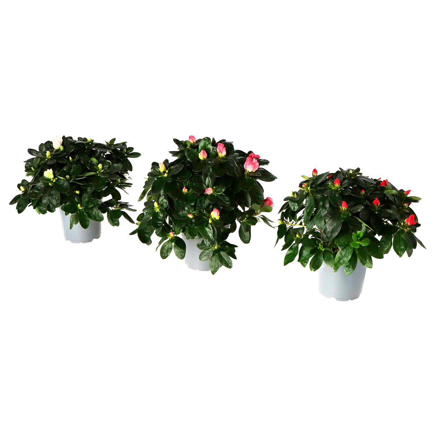 RHODODENDRON plante naturelle