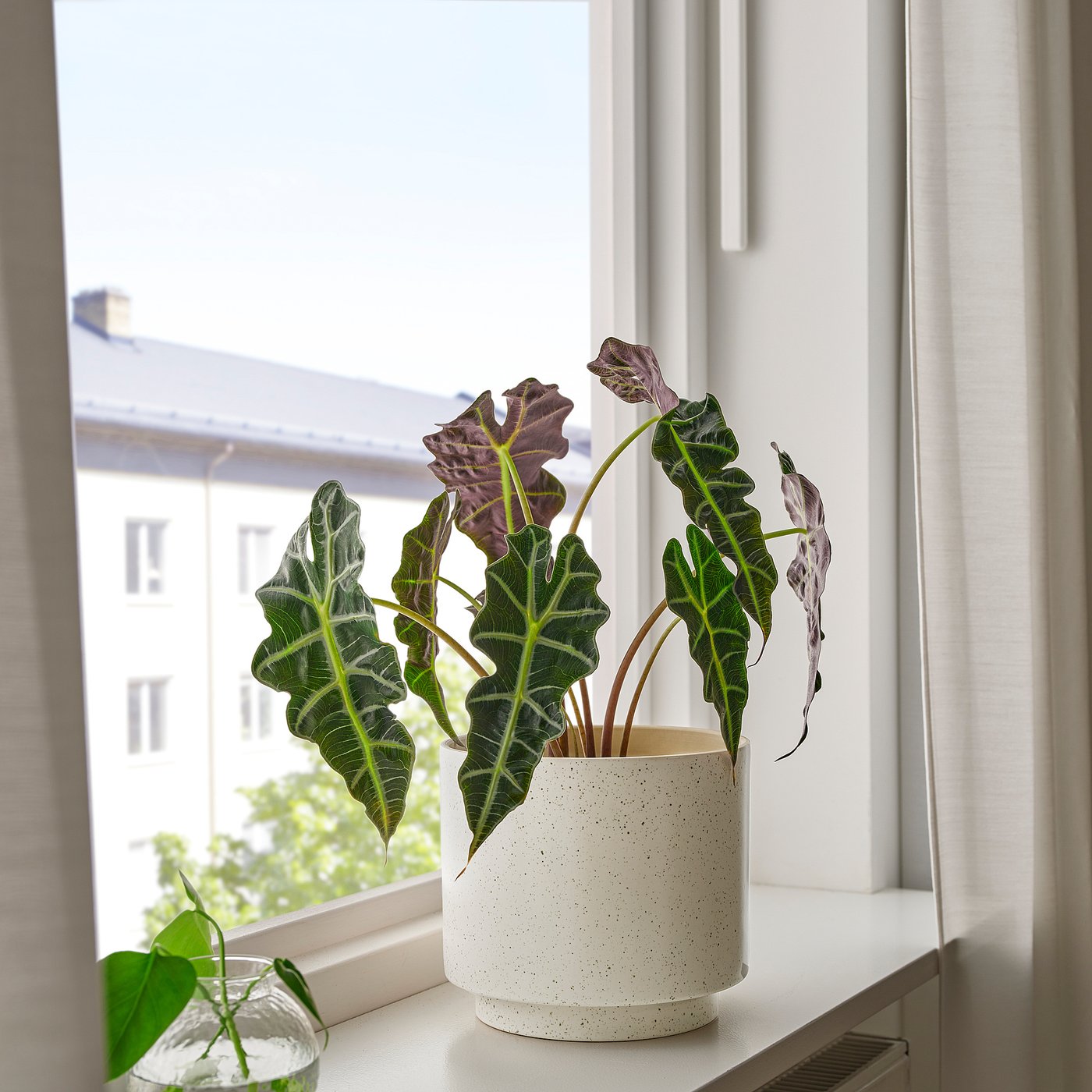 SANDKÖRSBÄR cache-pot