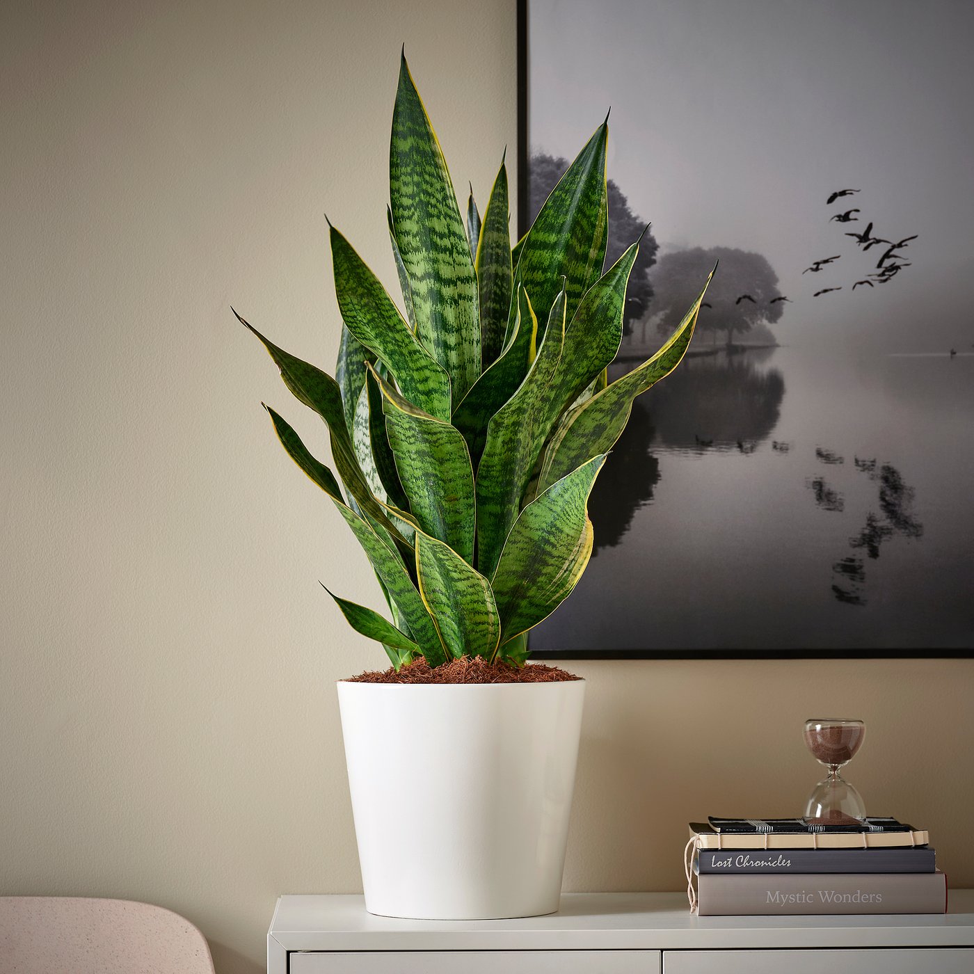SANSEVIERIA plante naturelle