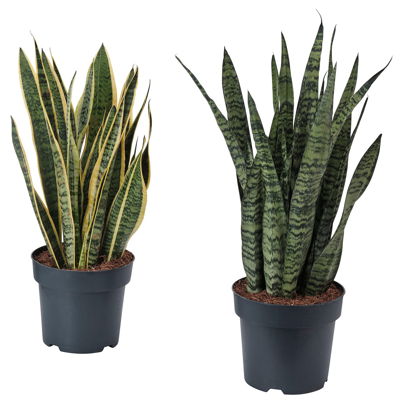 SANSEVIERIA plante naturelle