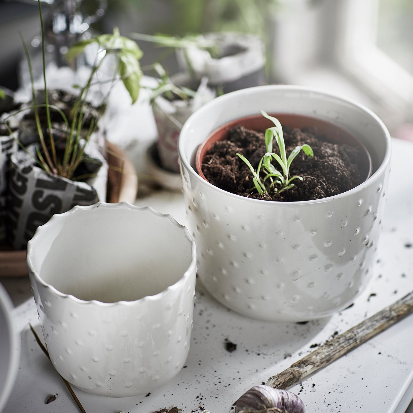 SESAMFRÖN cache-pot