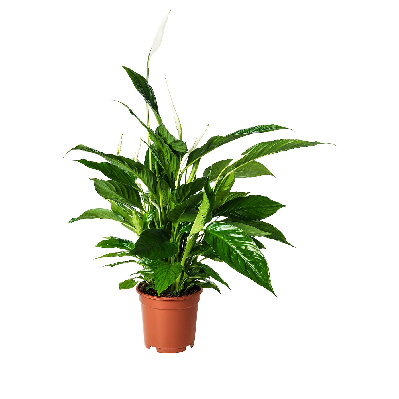 SPATHIPHYLLUM plante naturelle
