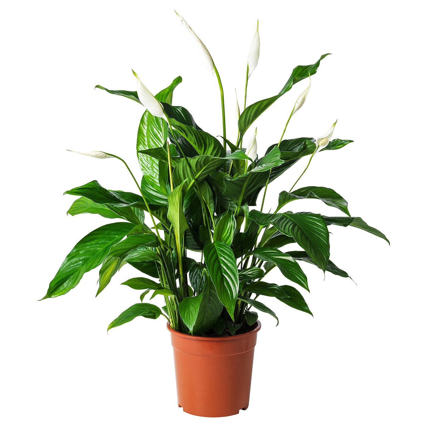 SPATHIPHYLLUM plante naturelle