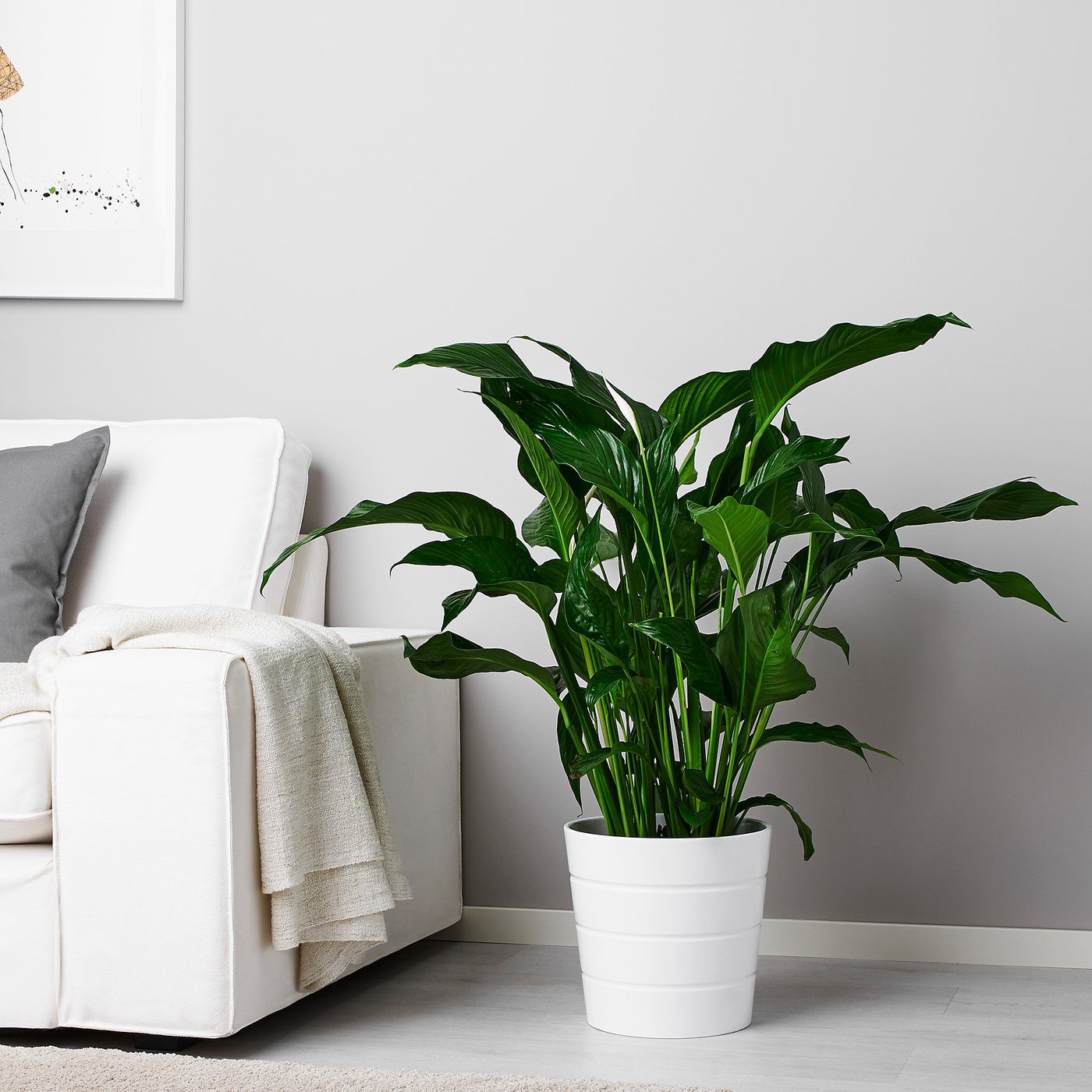SPATHIPHYLLUM plante naturelle