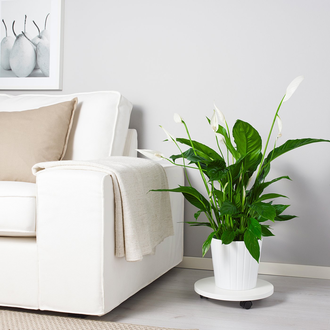SPATHIPHYLLUM plante naturelle