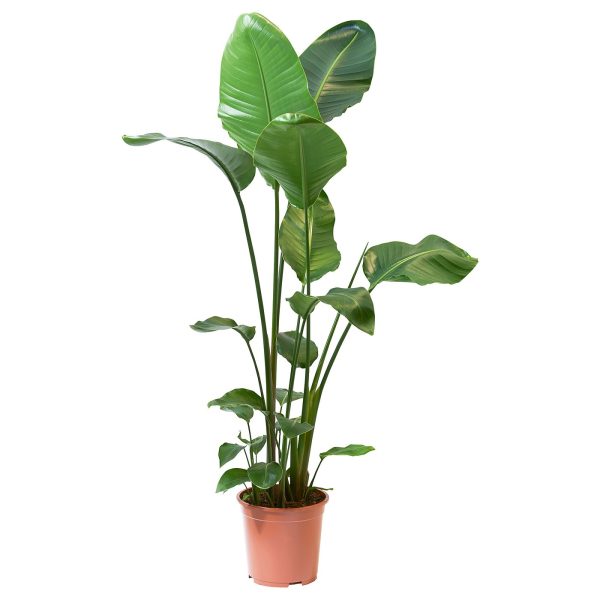 STRELITZIA plante naturelle