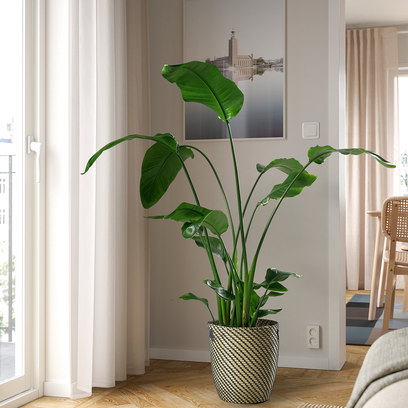 STRELITZIA plante naturelle