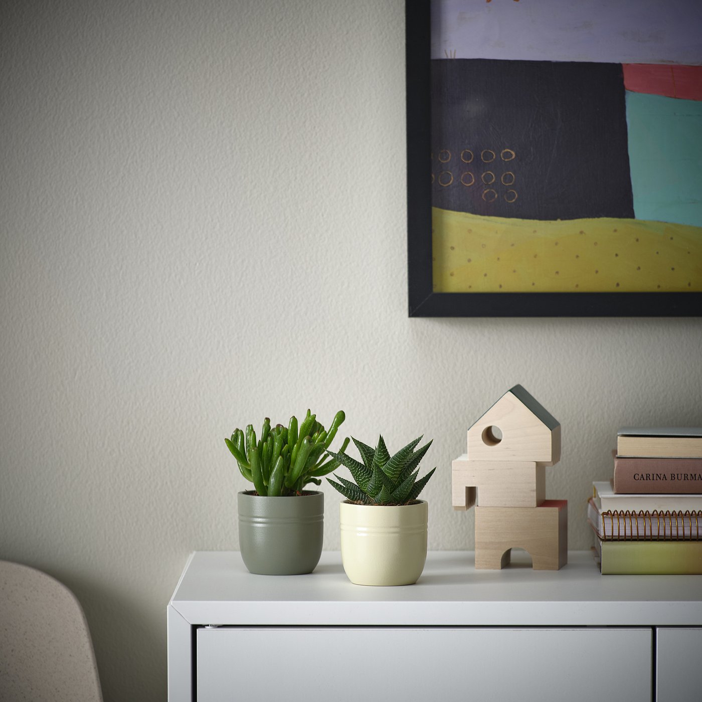 SUCCULENT plante naturelle avec pot