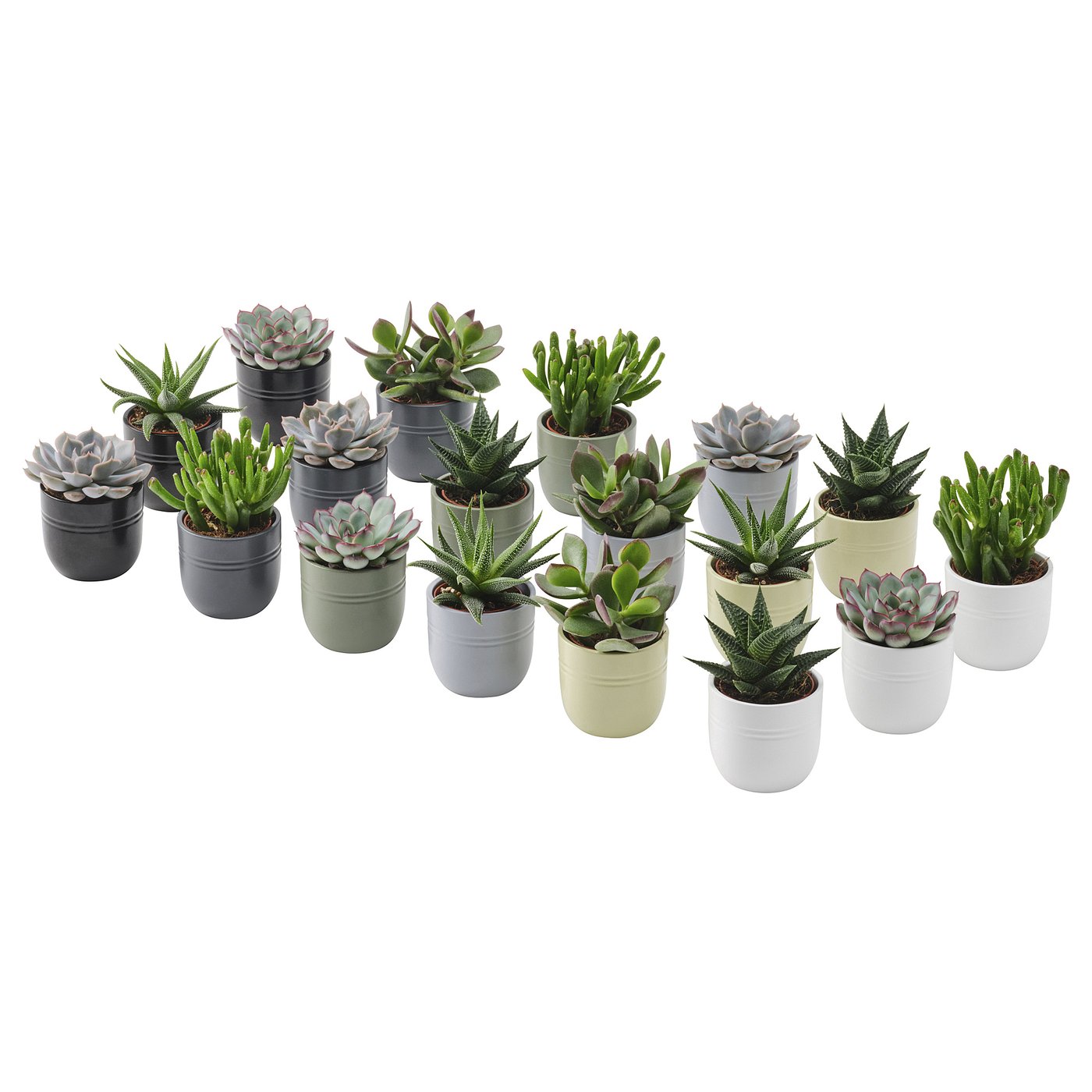 SUCCULENT plante naturelle avec pot