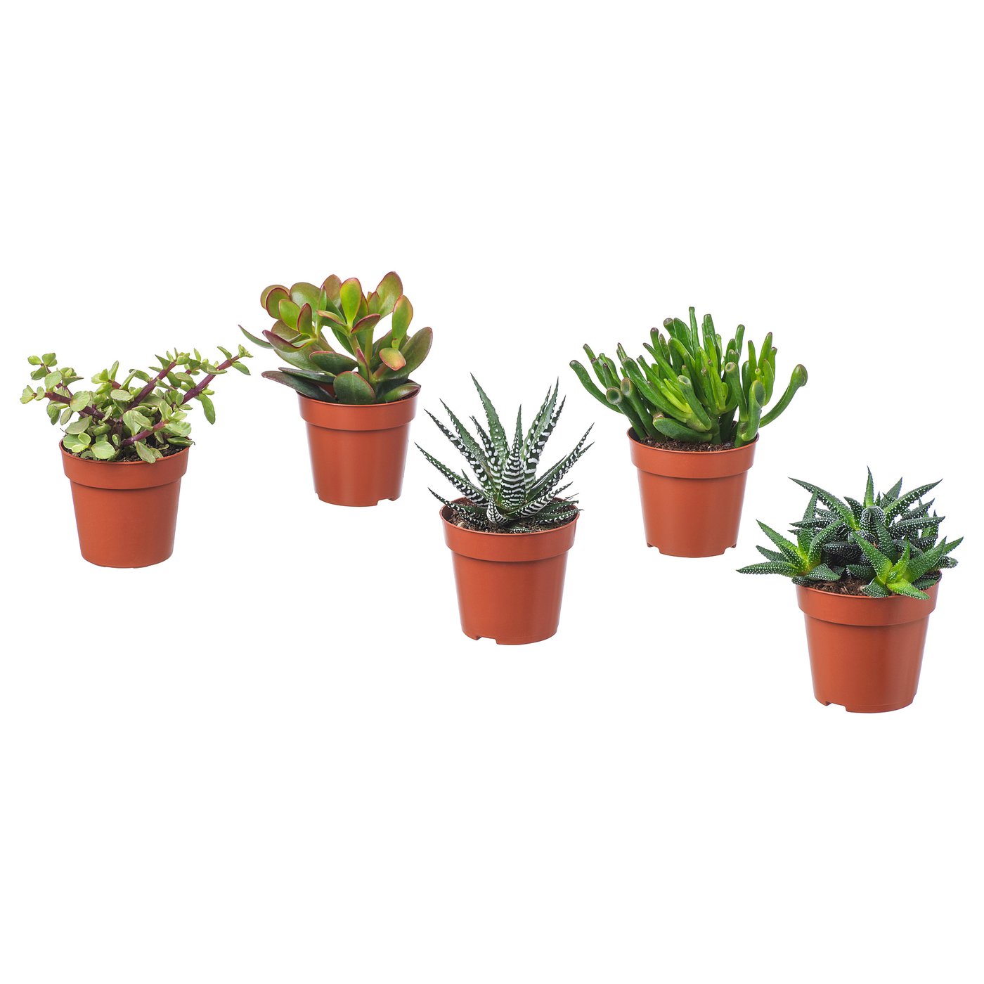 SUCCULENT plante naturelle