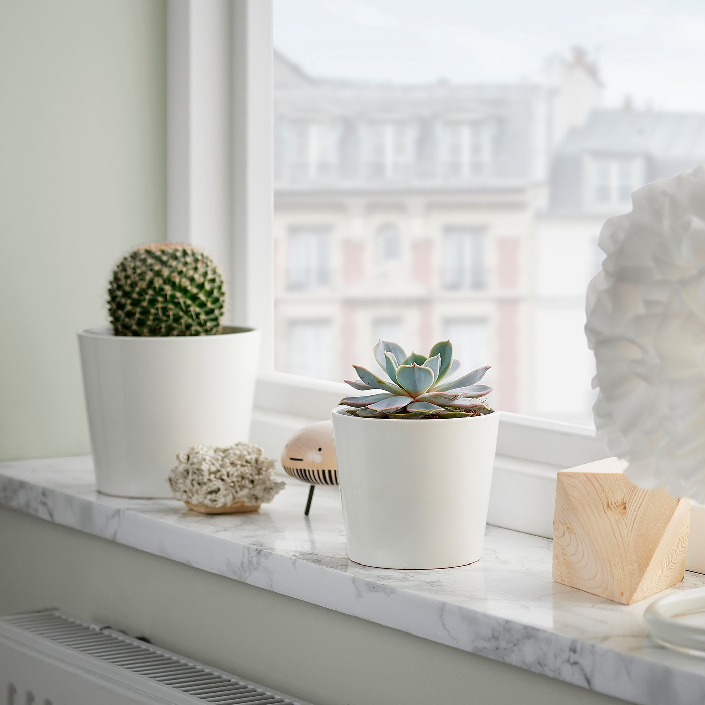 SUCCULENT plante naturelle