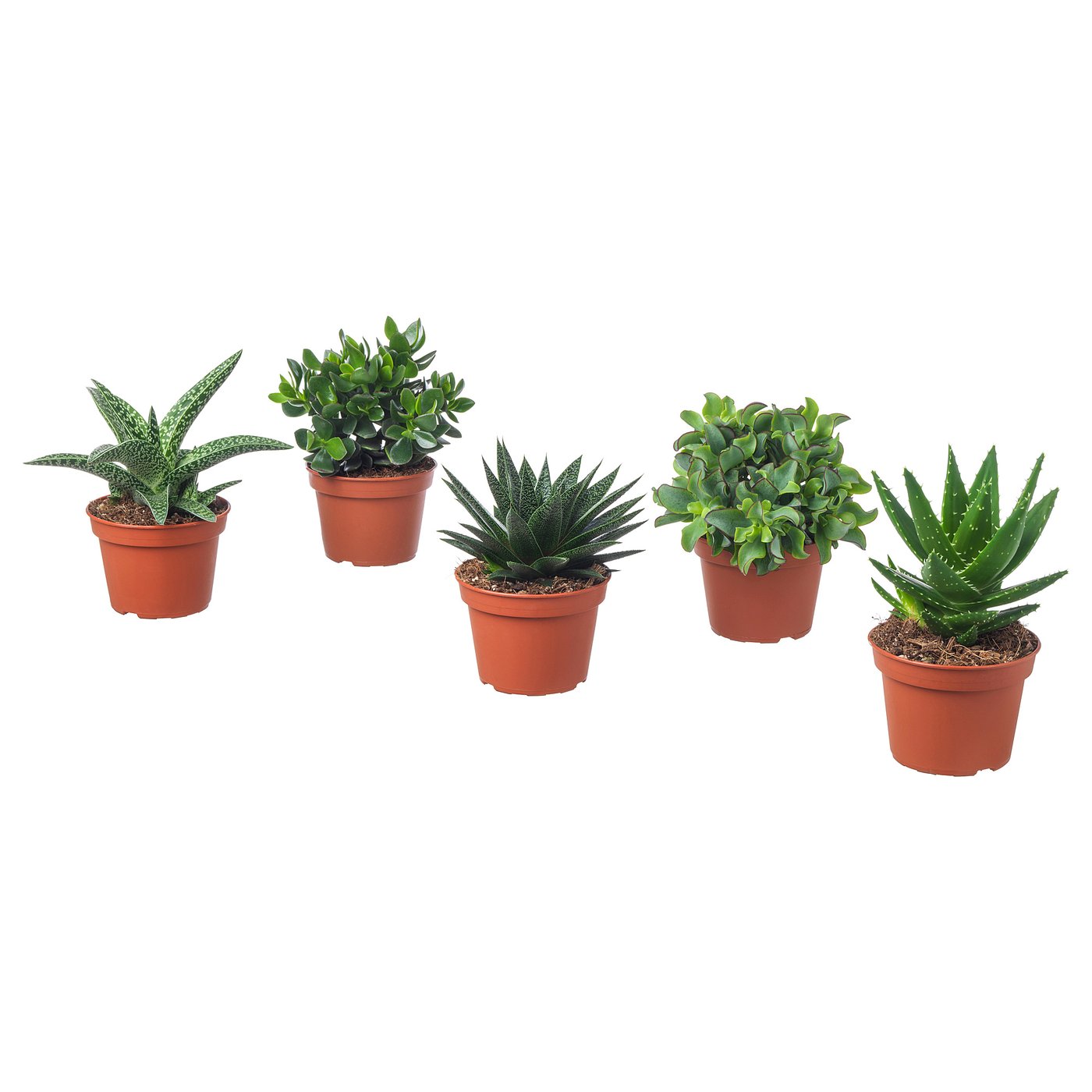 SUCCULENT plante naturelle