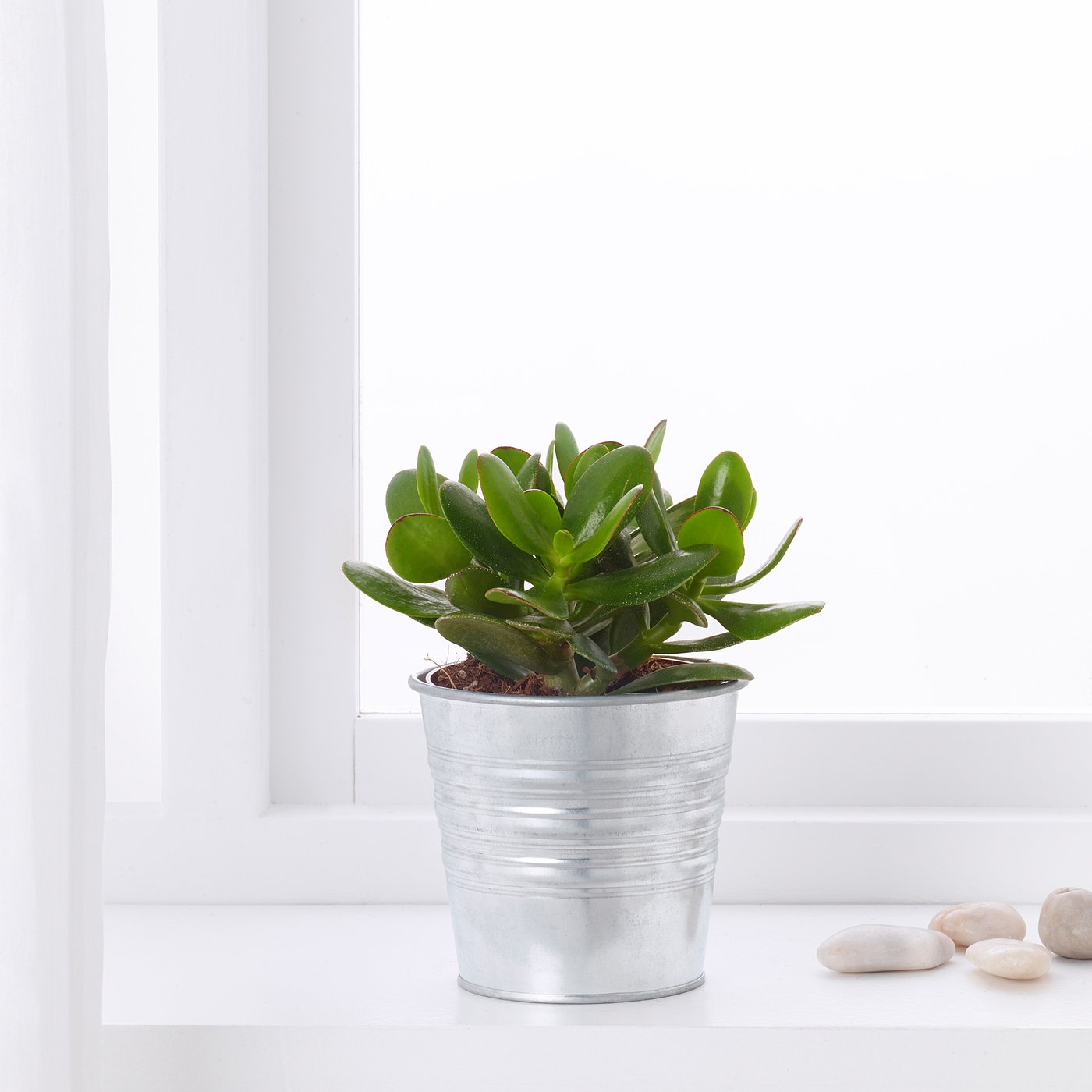 SUCCULENT plante naturelle