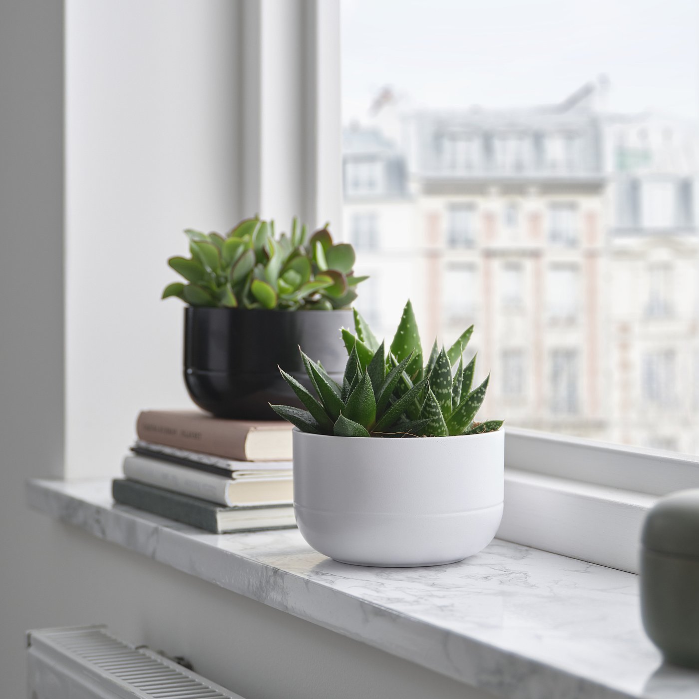 SUCCULENT plante naturelle