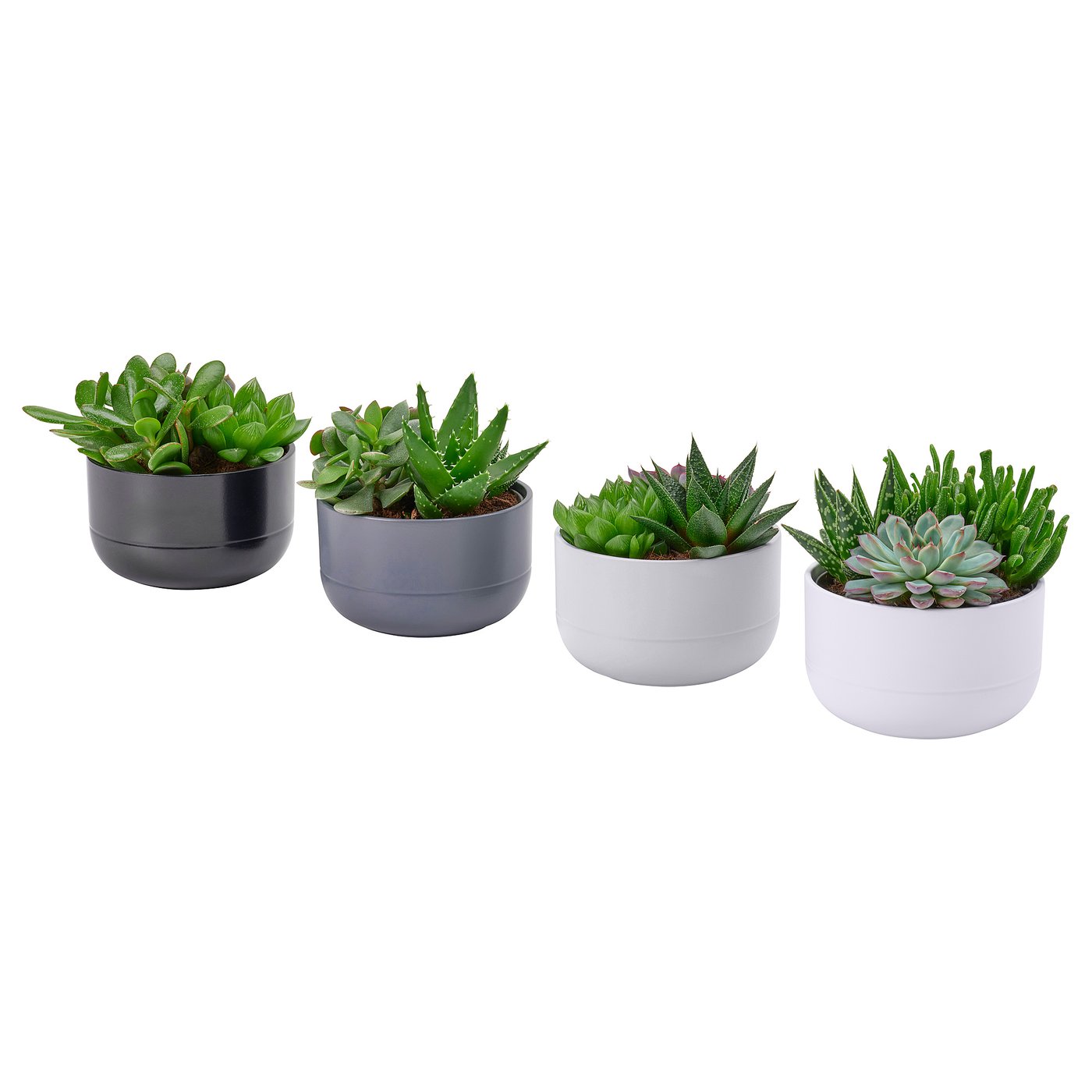 SUCCULENT plante naturelle