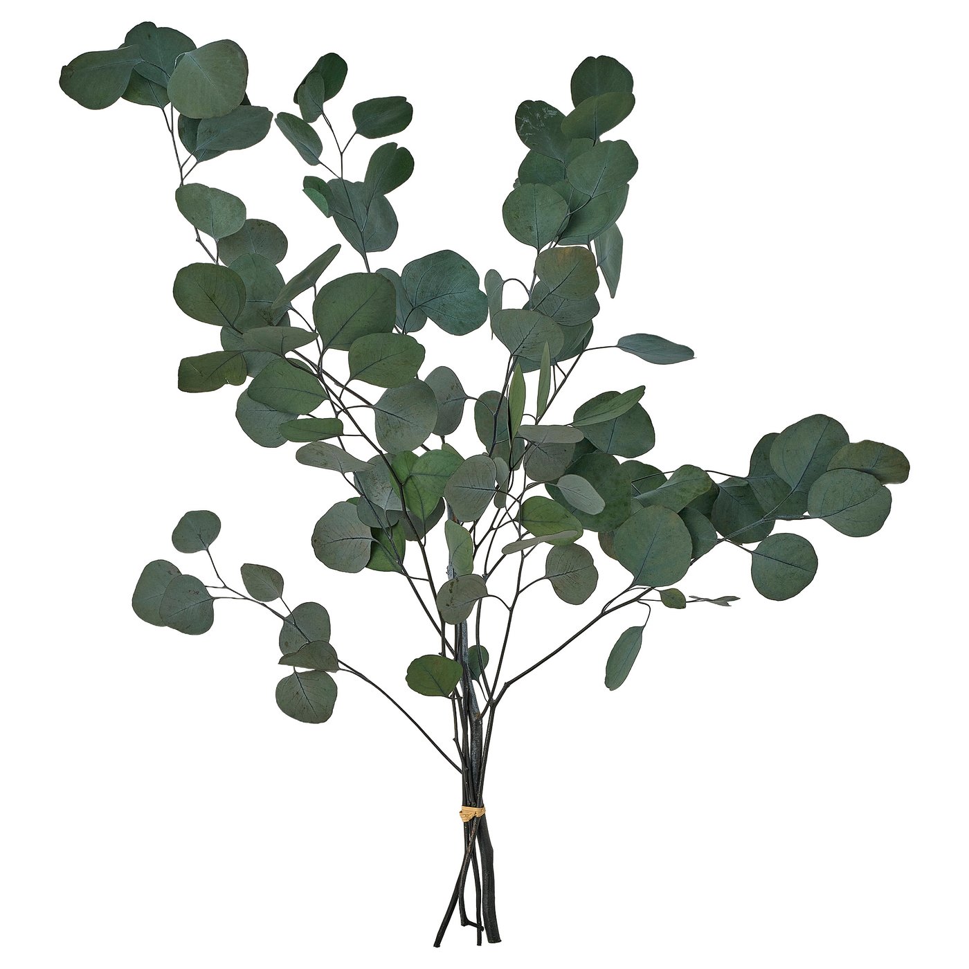 TORKA plantes séchées