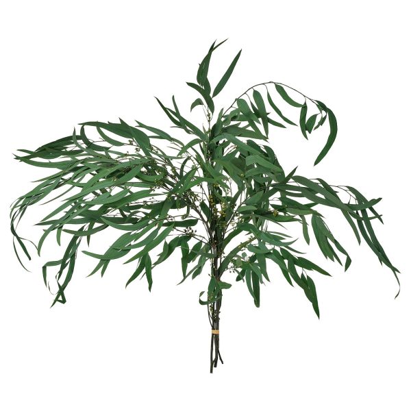 TORKA plantes séchées