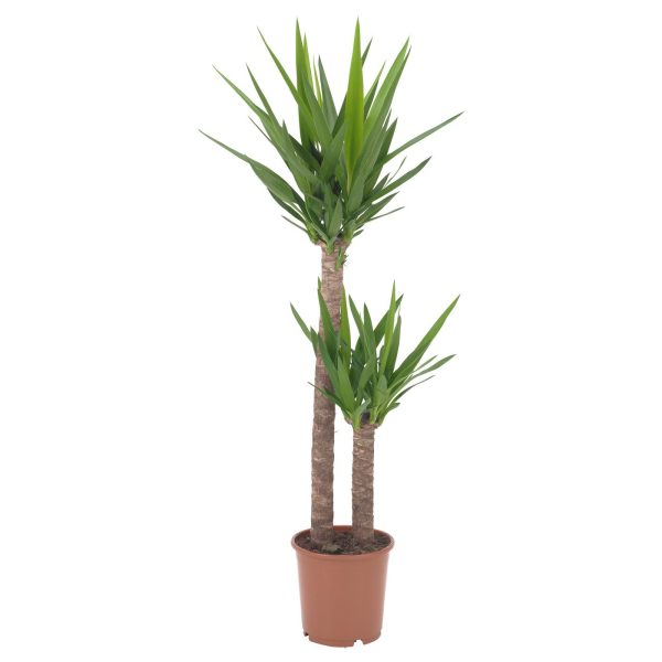 YUCCA ELEPHANTIPES plante naturelle