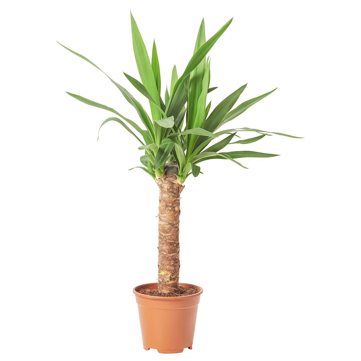 YUCCA ELEPHANTIPES plante naturelle