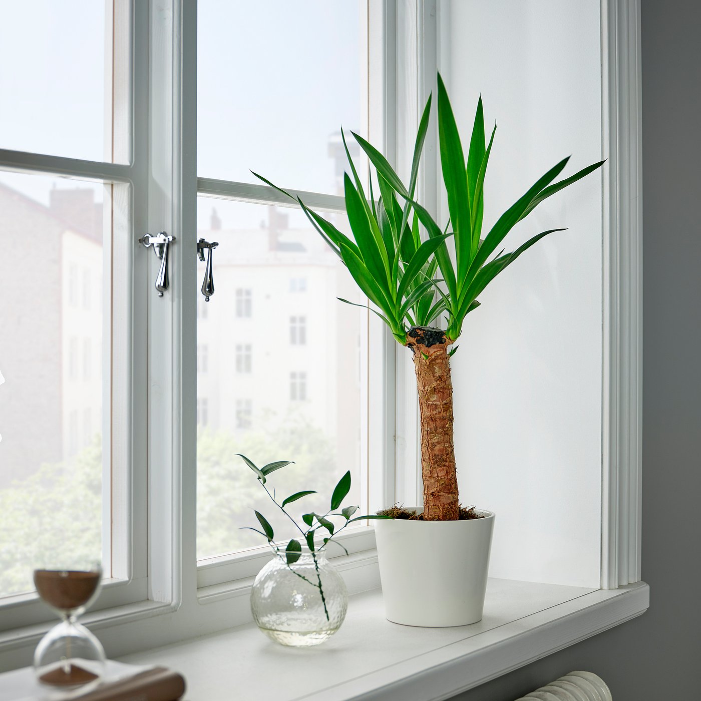 YUCCA ELEPHANTIPES plante naturelle