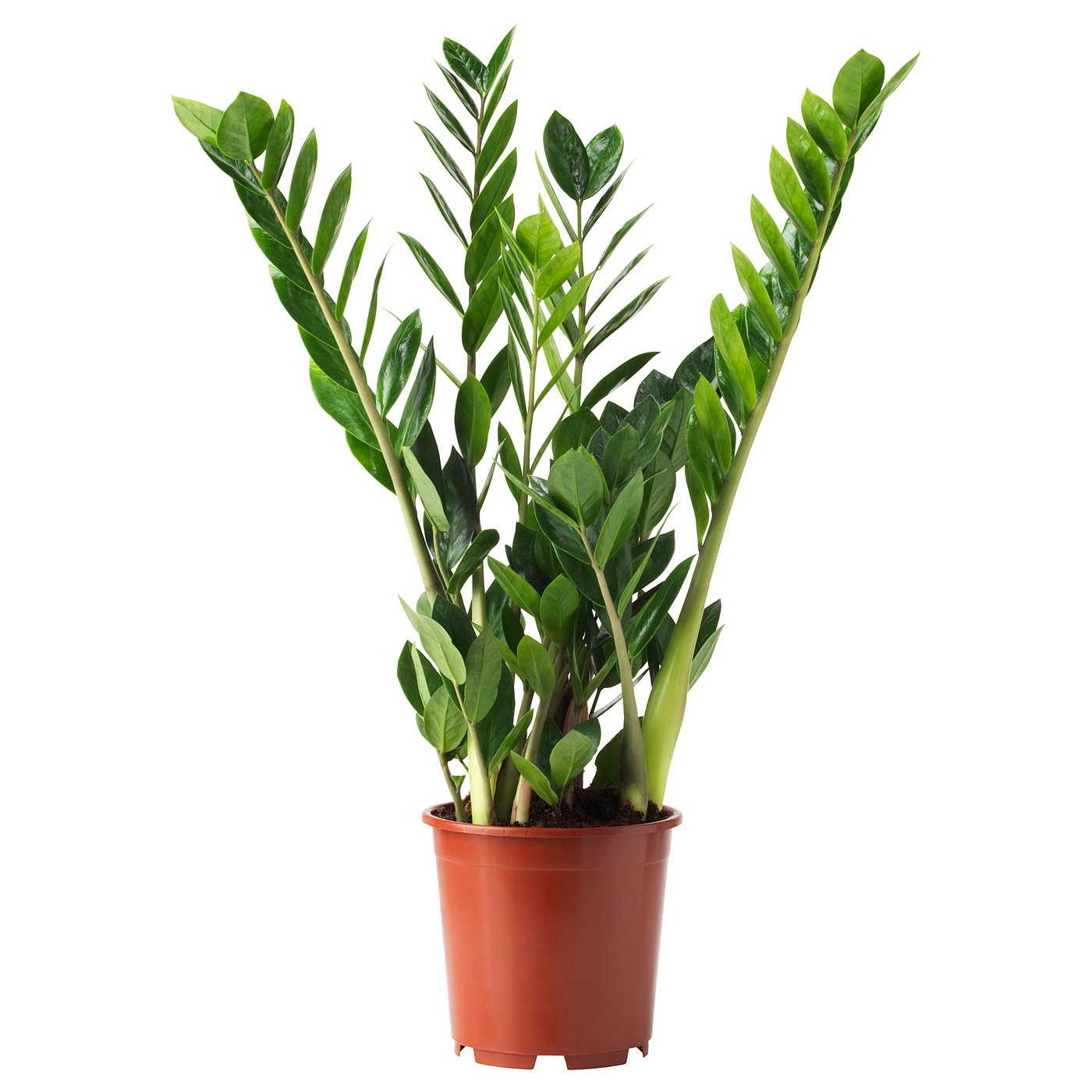 ZAMIOCULCAS plante naturelle